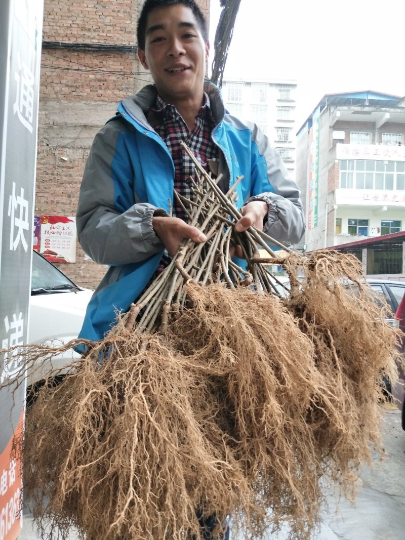 水杨桃实生苗，抗旱抗捞抗重茬同步生长专用嫁接猕猴桃苗粘。