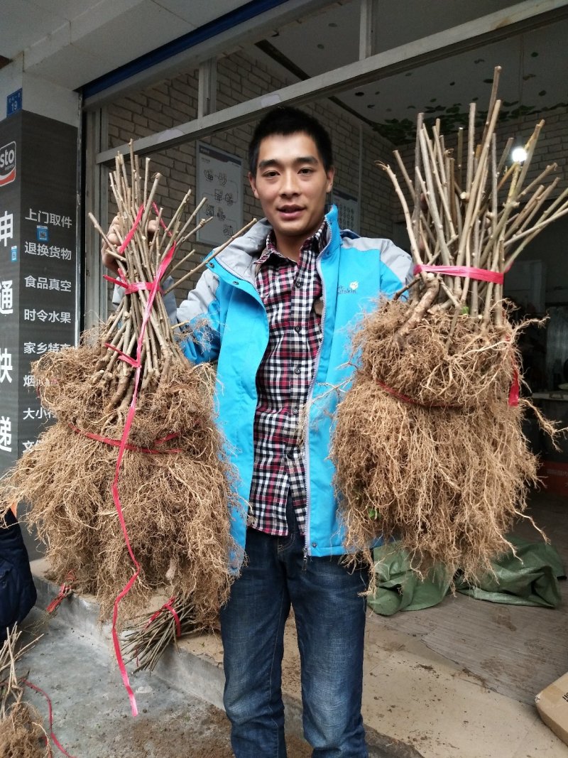 水杨桃实生苗，抗旱抗捞抗重茬同步生长专用嫁接猕猴桃苗粘。