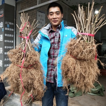 水杨桃实生苗，抗旱抗捞抗重茬同步生长专用嫁接猕猴桃苗粘。