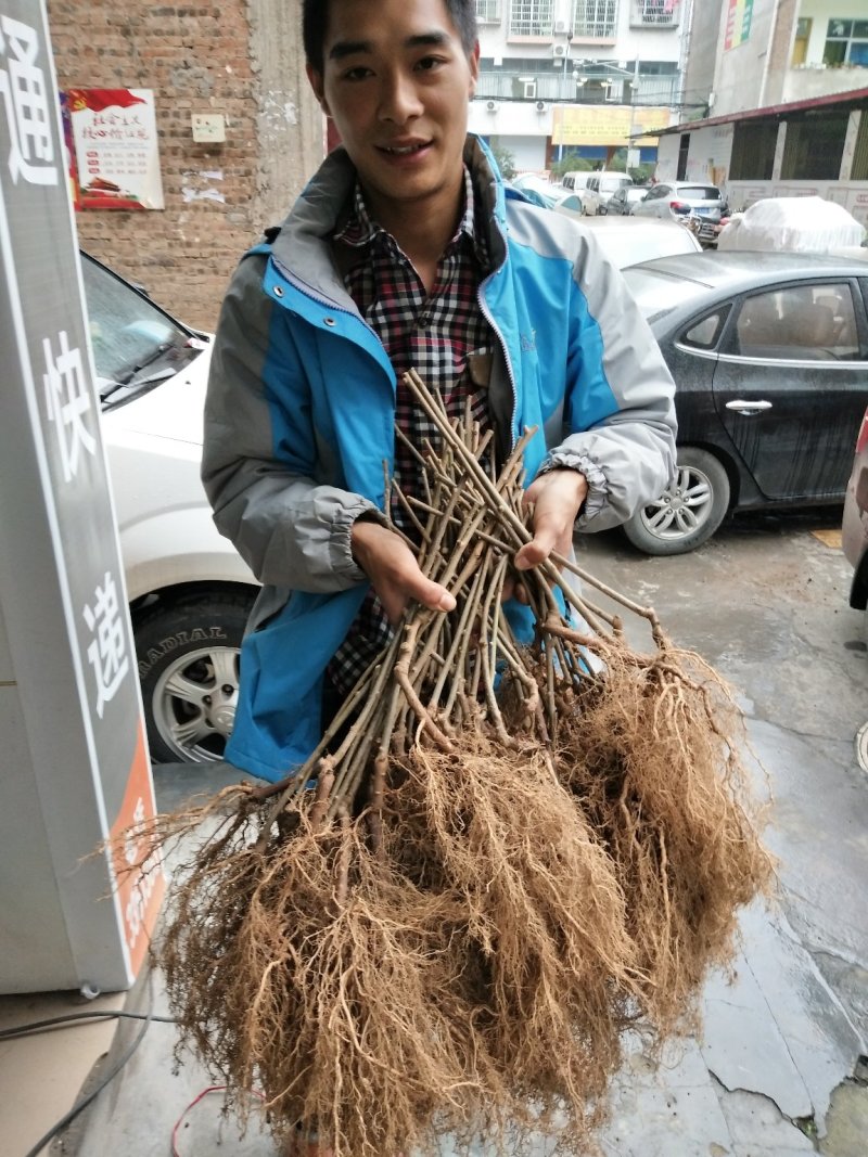 水杨桃实生苗，抗旱抗捞抗重茬同步生长专用嫁接猕猴桃苗粘。