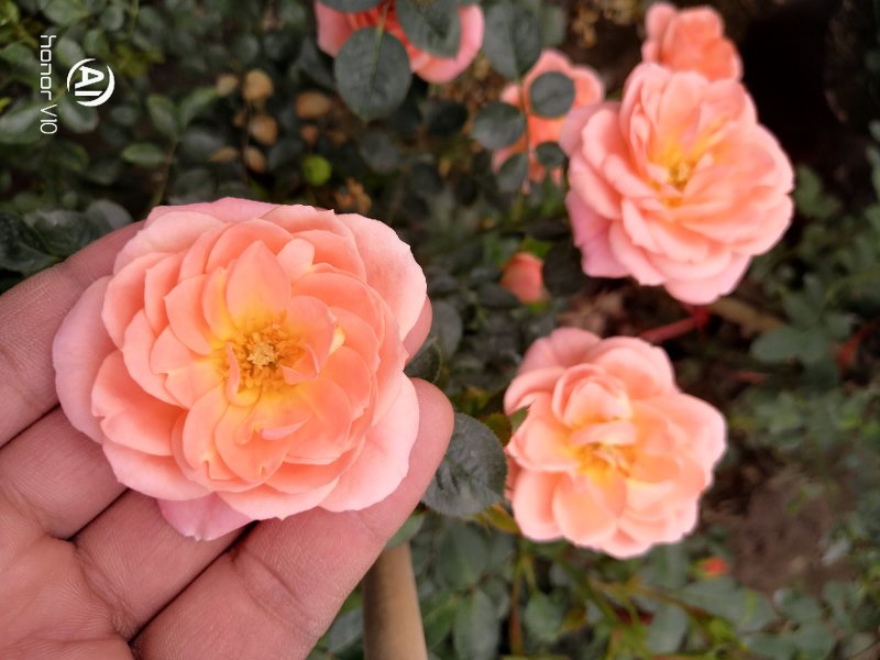欧月红龙甜梦芹叶牡丹五彩月季18.99一盆