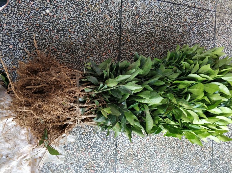 无核沃柑苗裸根地苗40公分高