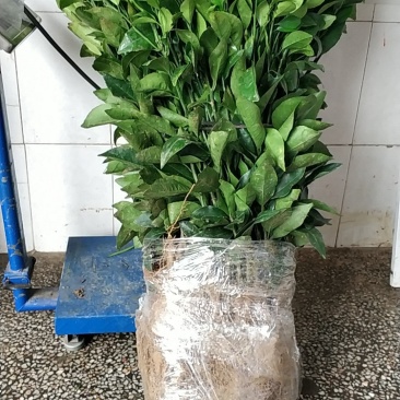 无核沃柑苗裸根地苗40公分高
