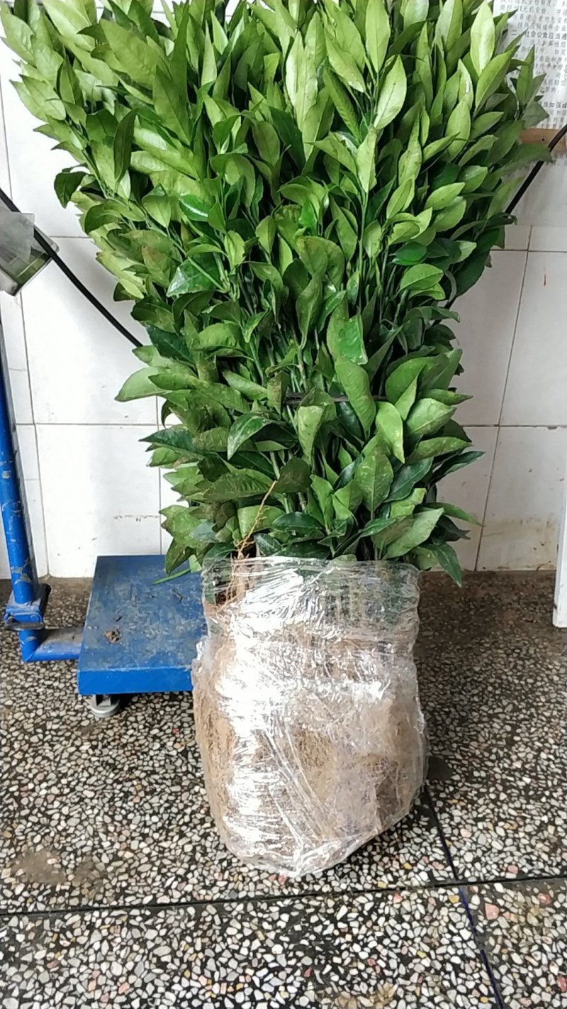 无核沃柑苗裸根地苗40公分高