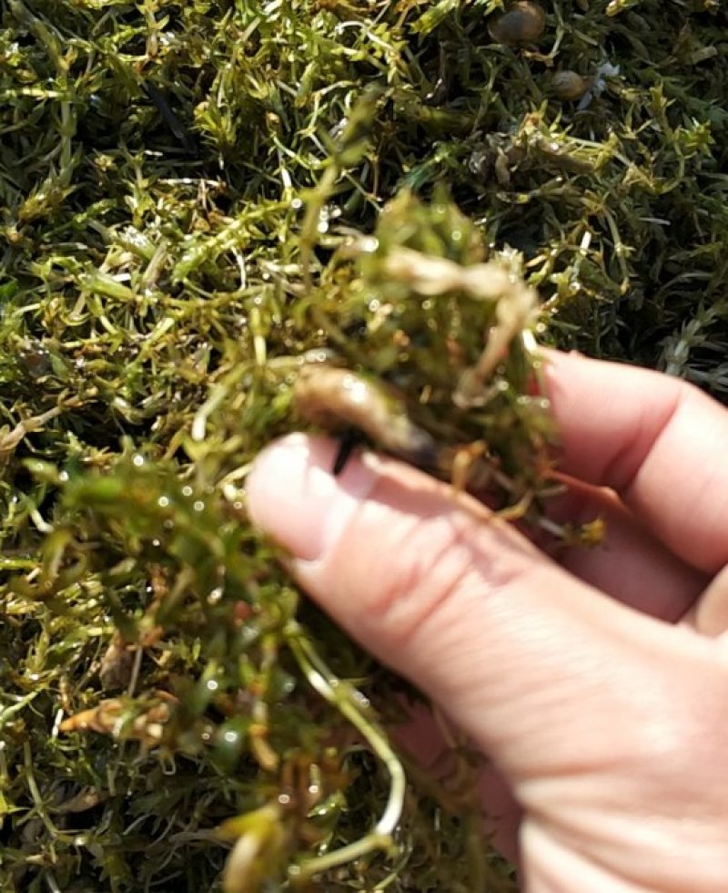 轮叶黑藻草芽、灯笼泡草籽、节节草芽孢
