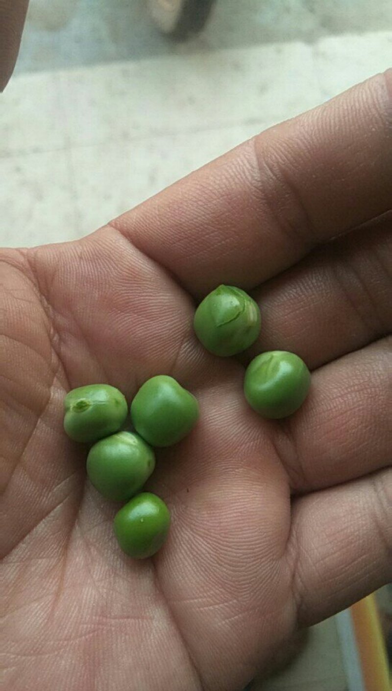 豌豆（长寿仁），颗粒饱满，颜色鲜绿无斑点！