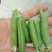 豌豆（长寿仁），颗粒饱满，颜色鲜绿无斑点！