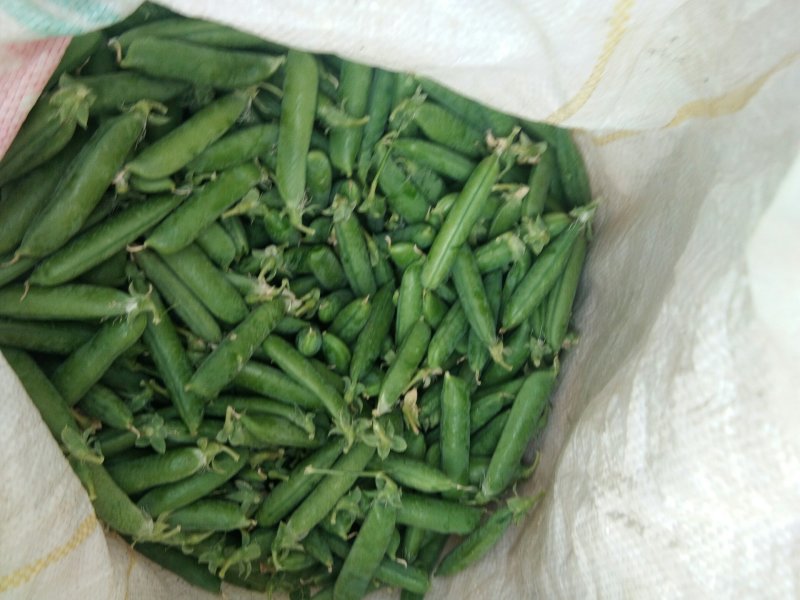豌豆（长寿仁），颗粒饱满，颜色鲜绿无斑点！