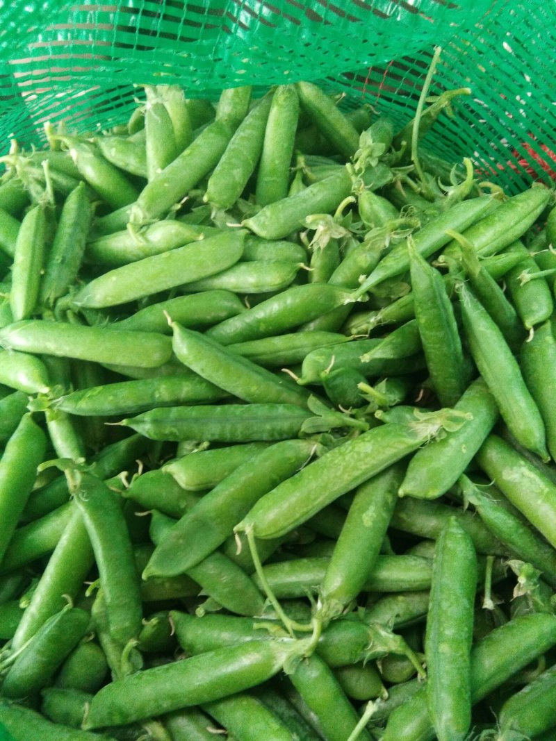 豌豆（长寿仁），颗粒饱满，颜色鲜绿无斑点！