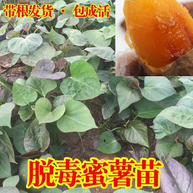 烟薯25地瓜苗蜜薯苗高产量红心食用苗富硒地瓜苗红薯种子苗