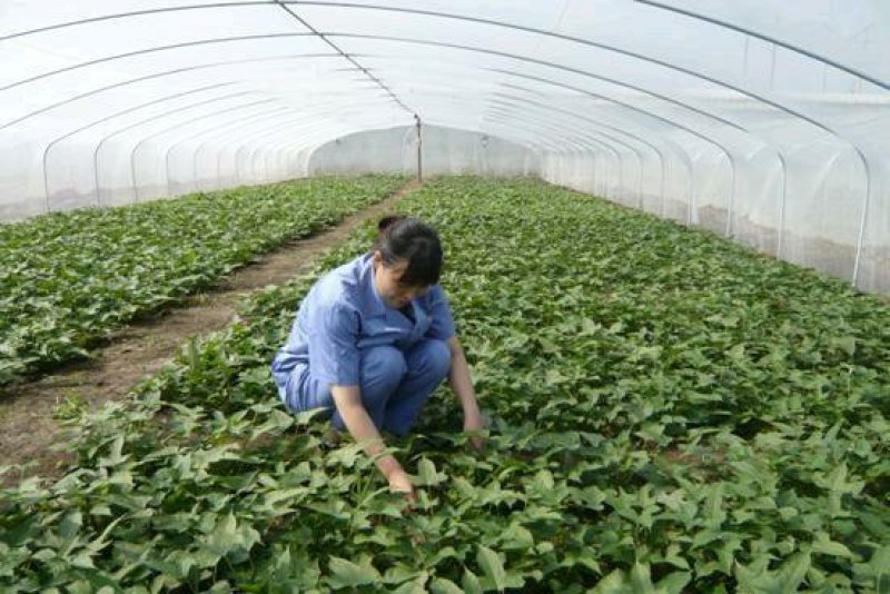 烟薯25地瓜苗蜜薯苗高产量红心食用苗富硒地瓜苗红薯种子苗