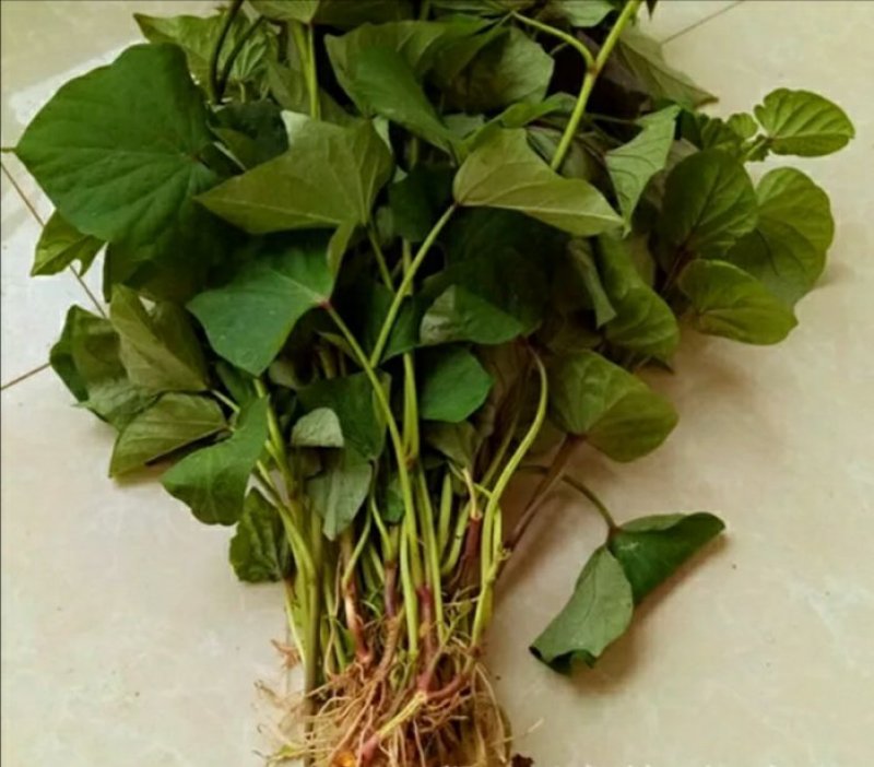烟薯25地瓜苗蜜薯苗高产量红心食用苗富硒地瓜苗红薯种子苗