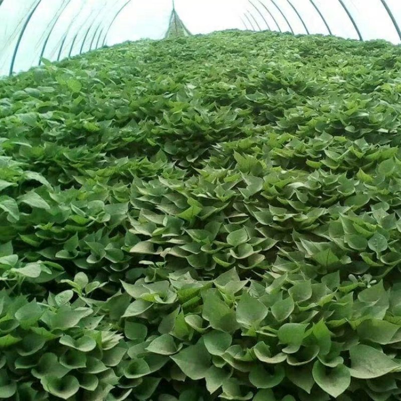 烟薯25地瓜苗蜜薯苗高产量红心食用苗富硒地瓜苗红薯种子苗