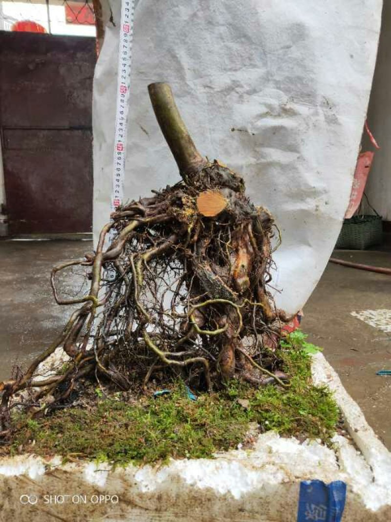小赤楠熟桩批发