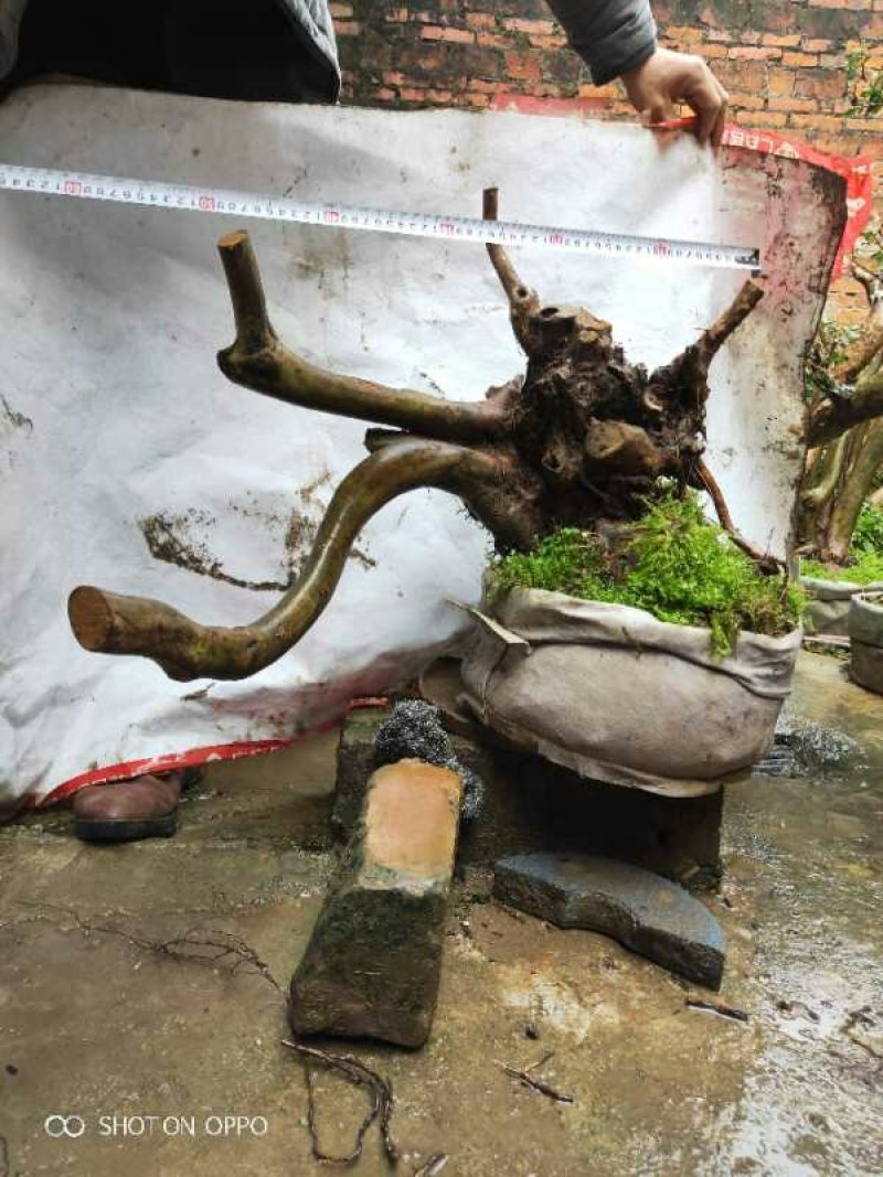 小赤楠熟桩批发
