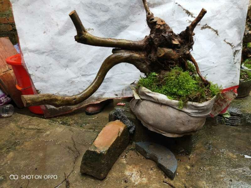 小赤楠熟桩批发