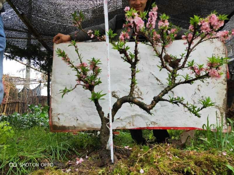 小赤楠熟桩批发