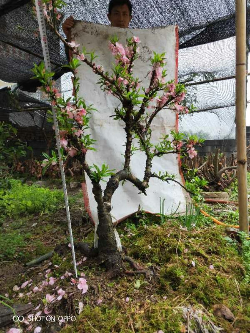 小赤楠熟桩批发