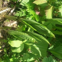 野生宝铎草淡竹花