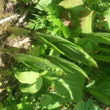 野生宝铎草淡竹花