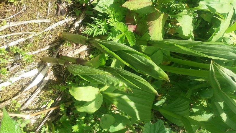 野生宝铎草淡竹花