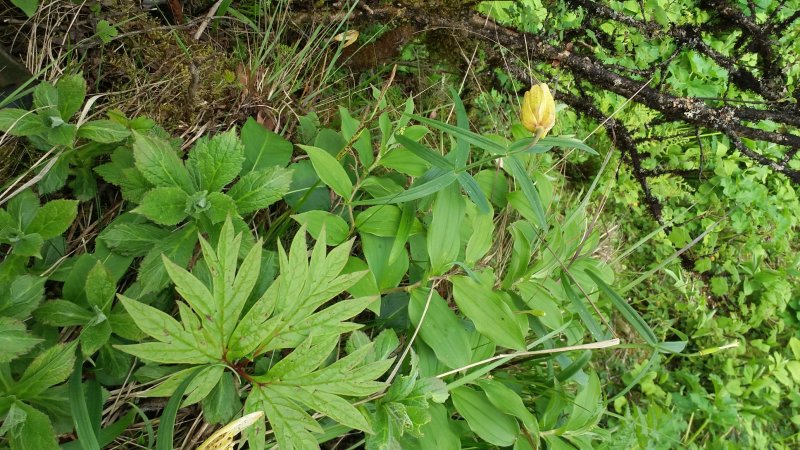 野生宝铎草淡竹花