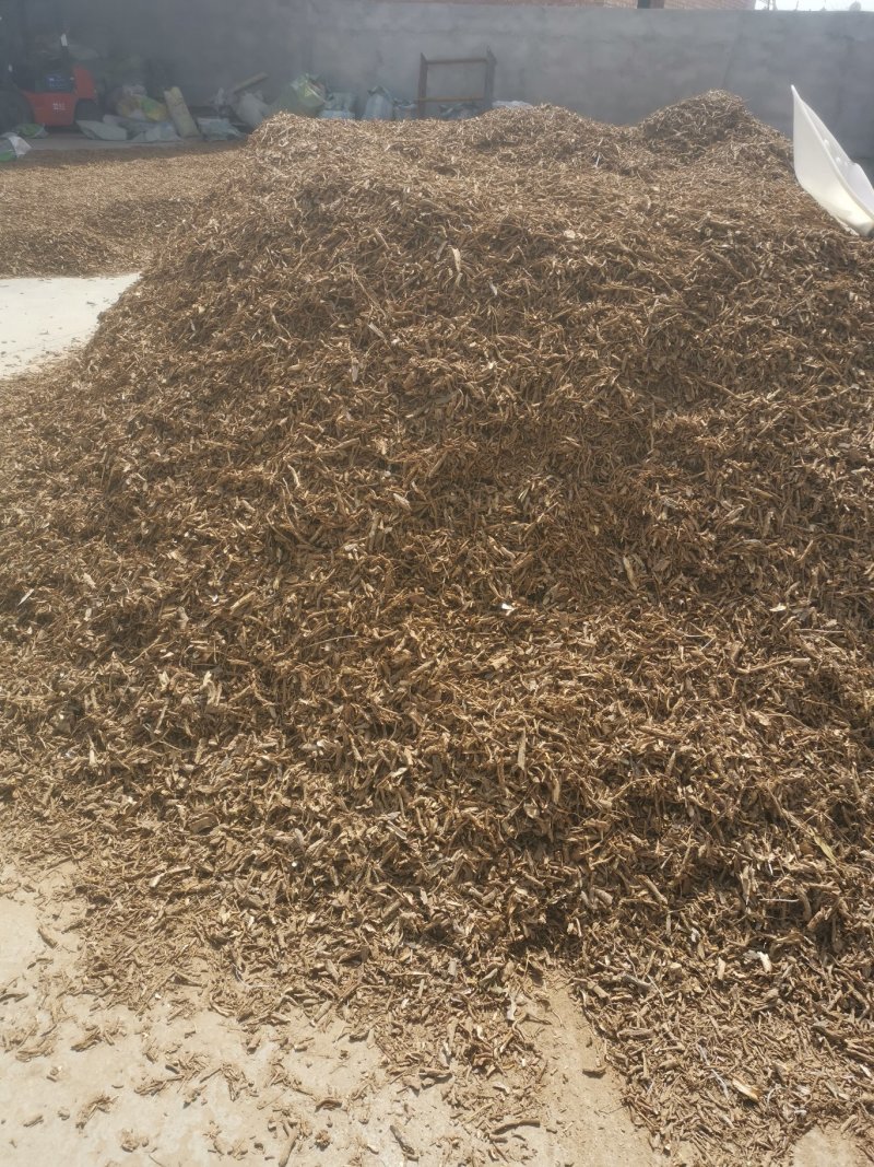 地骨皮供应地骨皮地骨皮地骨皮地骨皮地骨皮