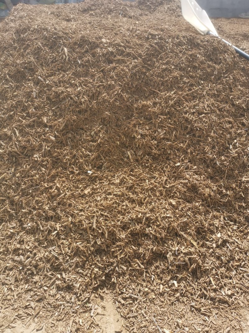 地骨皮供应地骨皮地骨皮地骨皮地骨皮地骨皮