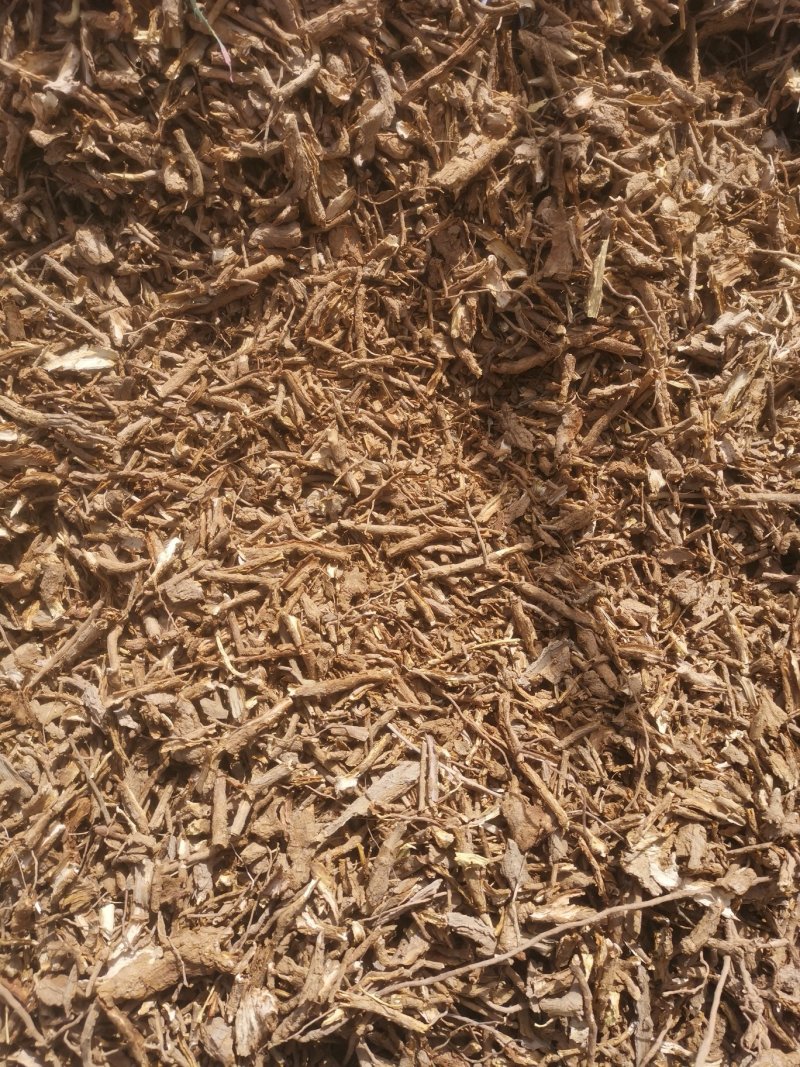 地骨皮供应地骨皮地骨皮地骨皮地骨皮地骨皮