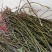 【自己家苗圃二级苗】秋月梨小梨树苗，品种纯真