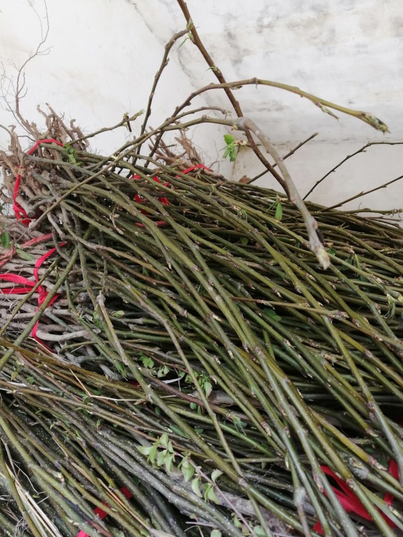 【自己家苗圃二级苗】秋月梨小梨树苗，品种纯真