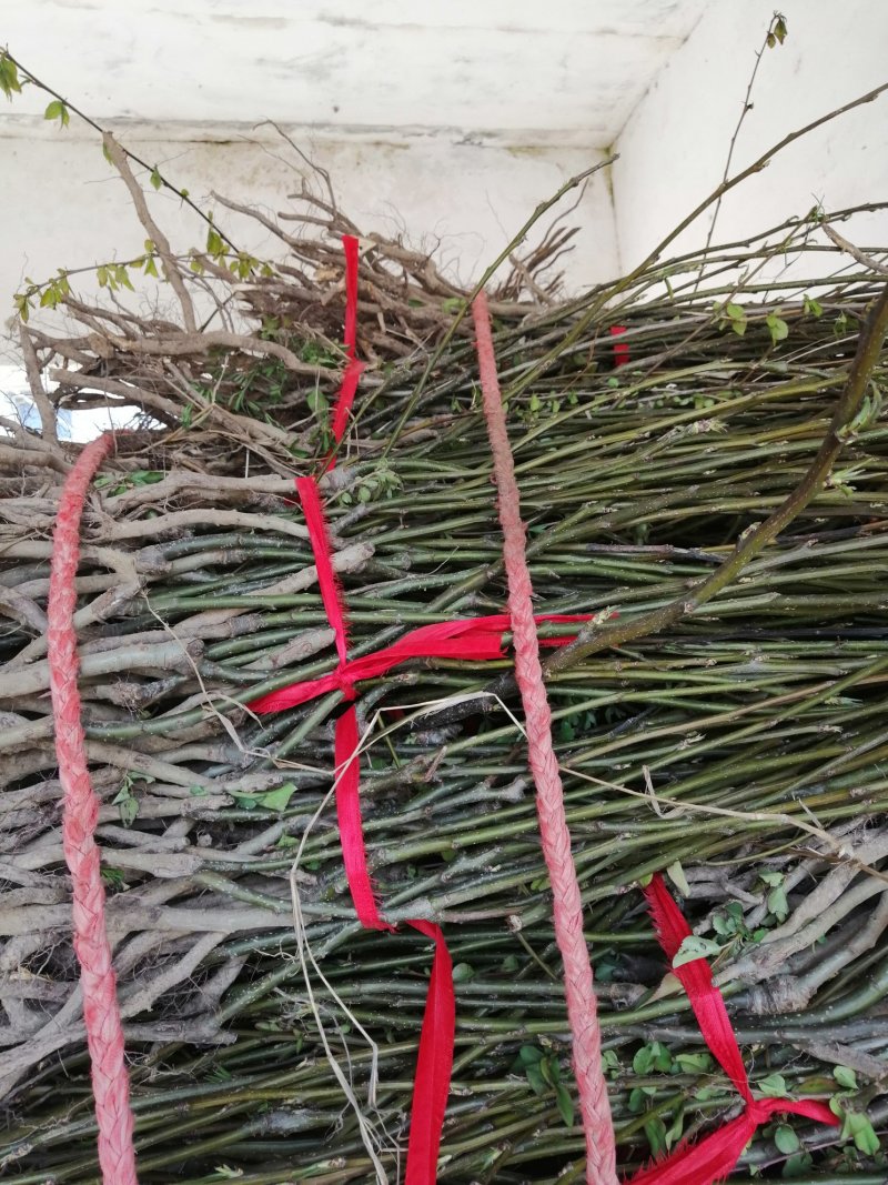 【自己家苗圃二级苗】秋月梨小梨树苗，品种纯真