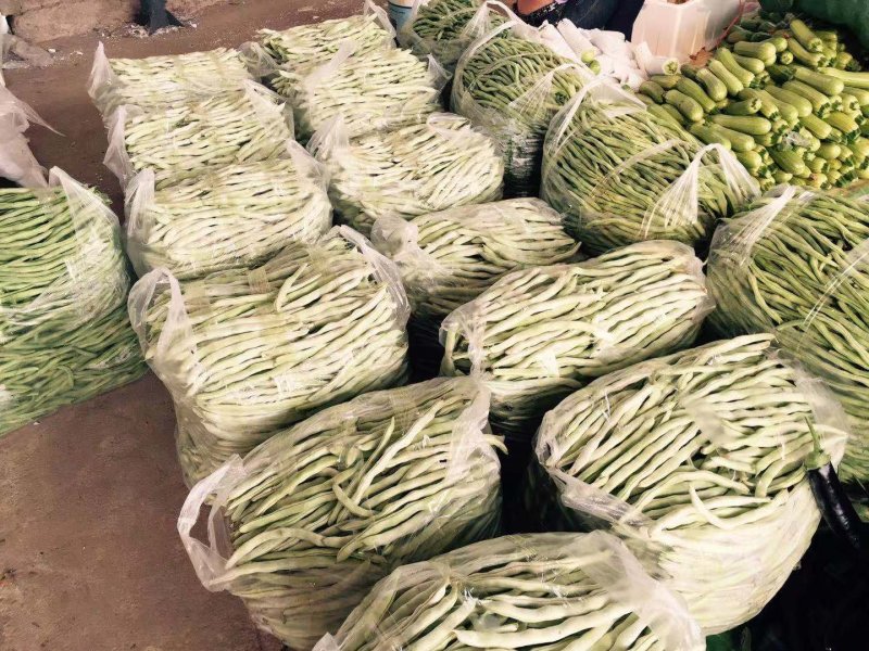 供应葡萄，黑提，红提，西葫芦，西红柿，红椒，甜椒，茄子