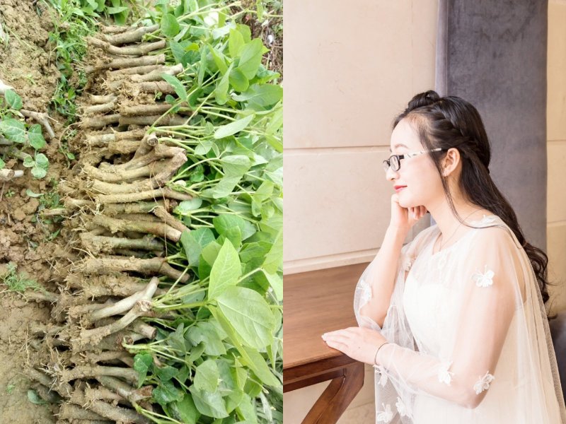 葛根种苗（无渣粉葛苗，免费提供贴心的科学的技术指导）