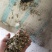 益母草