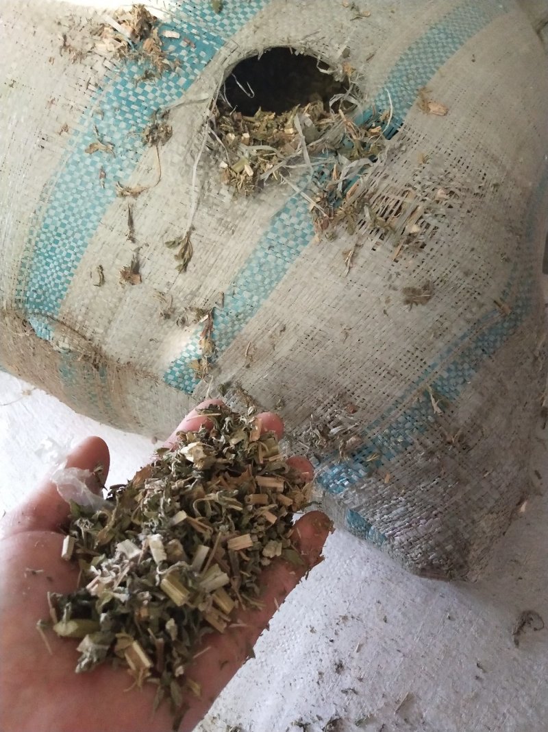 益母草