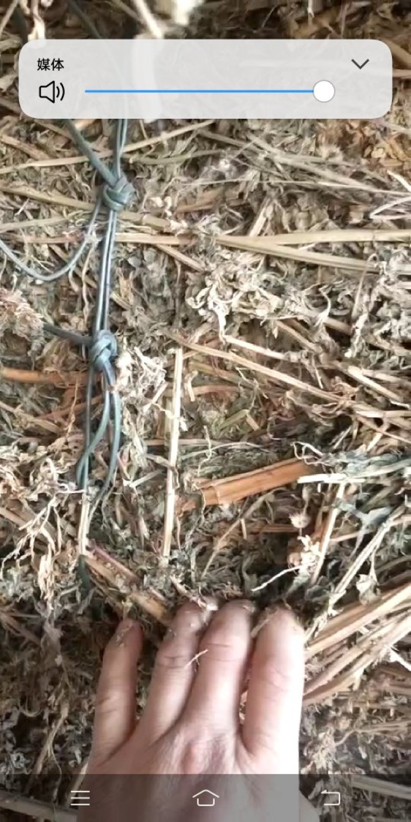 益母草
