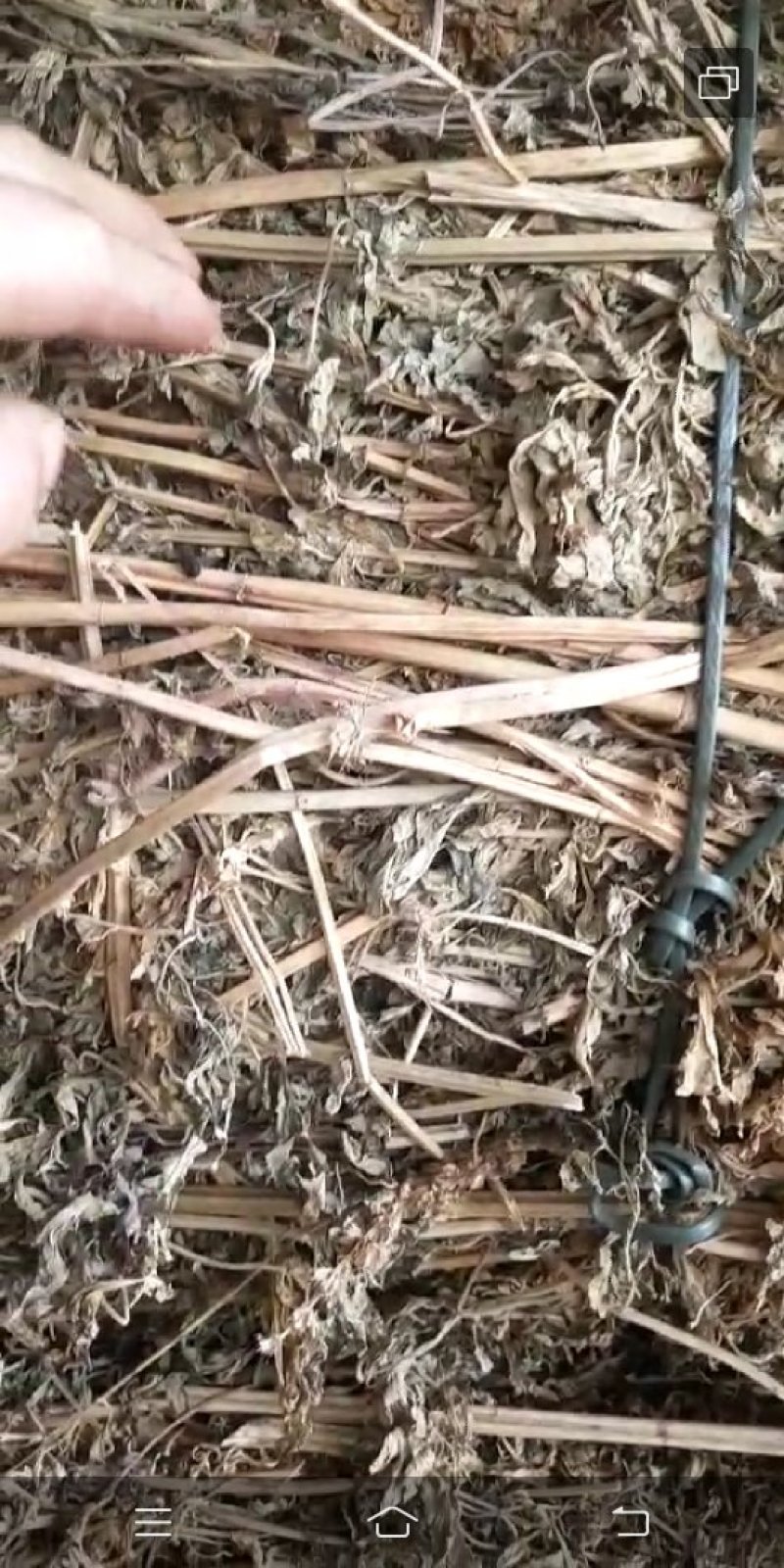 益母草