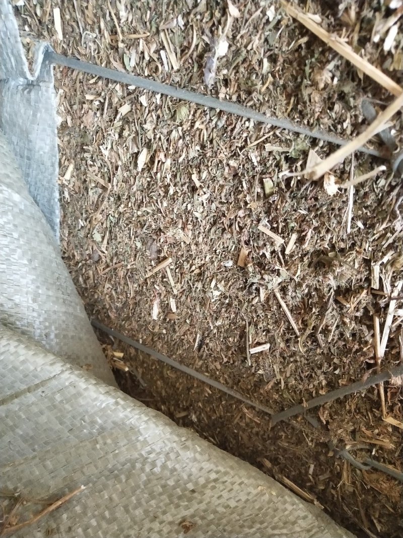 益母草