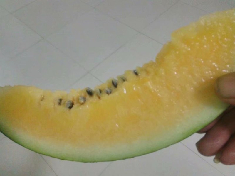 湖北省宜城市大量出售各种优质高产西瓜嫁接苗