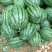 湖北省宜城市大量出售各种优质高产西瓜嫁接苗