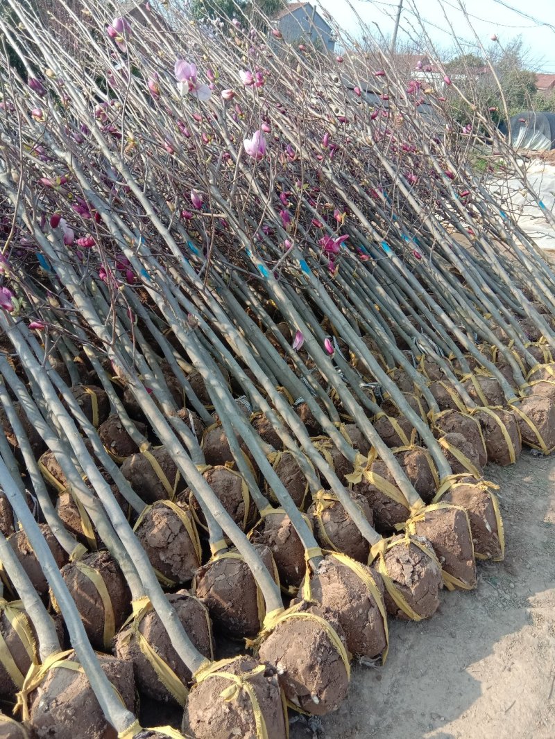 紫玉兰白玉兰黄玉兰
