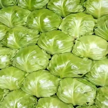圆白菜