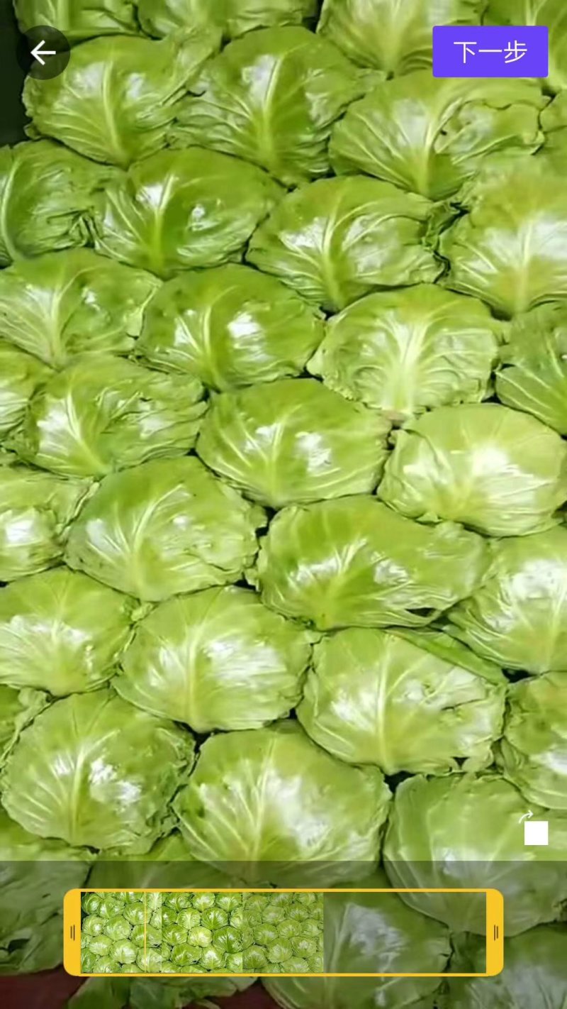 圆白菜