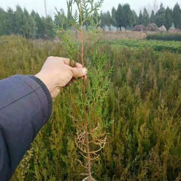 侧柏扁柏15-50公分一级精品苗