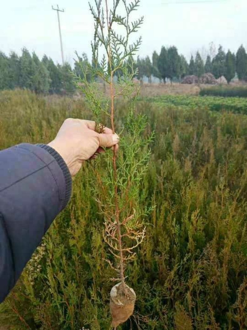 侧柏扁柏15-50公分一级精品苗