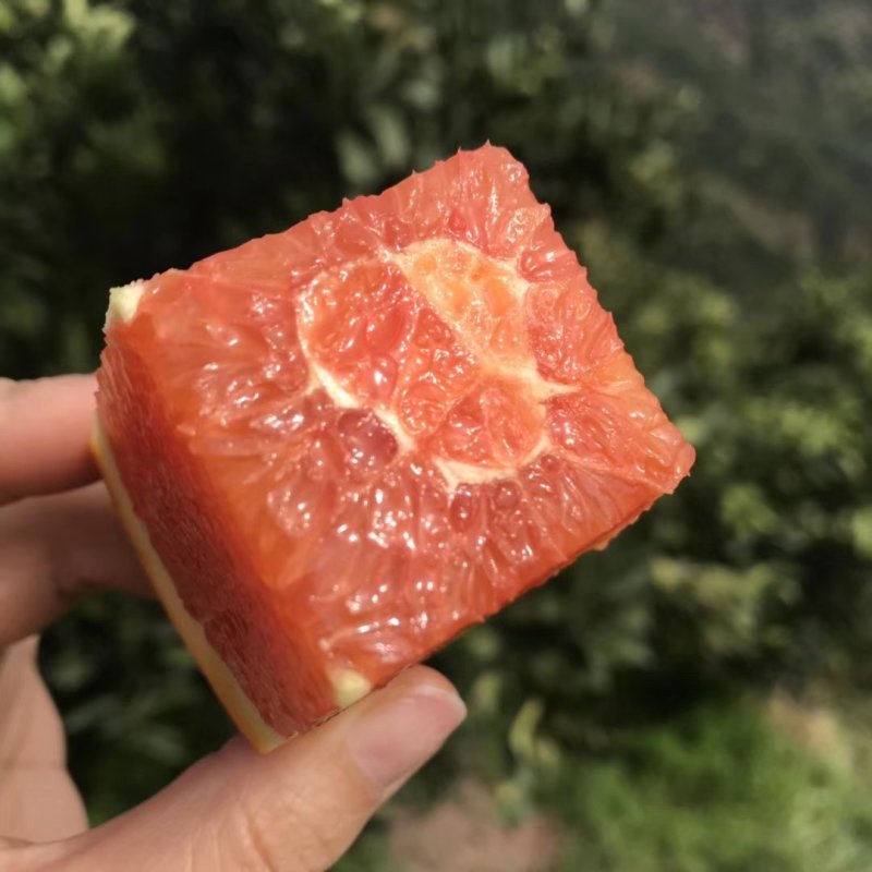 湖北秭归中华红橙，血橙，红心橙，鲜果，现摘大量供应