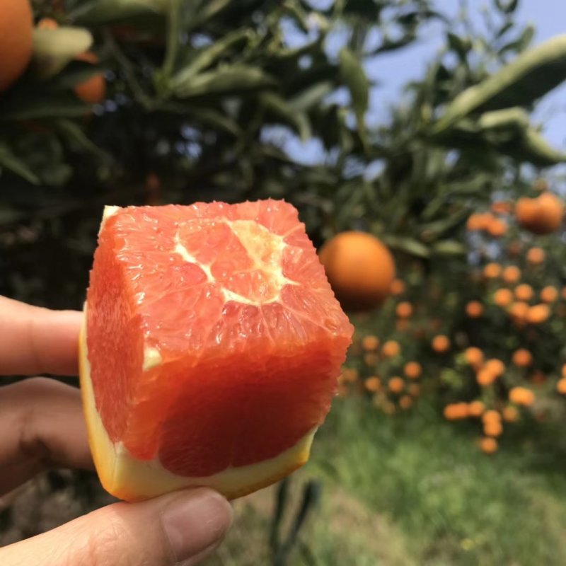 湖北秭归中华红橙，血橙，红心橙，鲜果，现摘大量供应