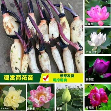 荷花见水就活简单易种颗颗带芽