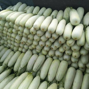 羊角蜜甜瓜0.3斤以上统货